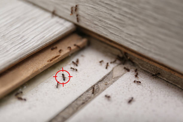 Best Wasp Removal Services  in Patterson, CA