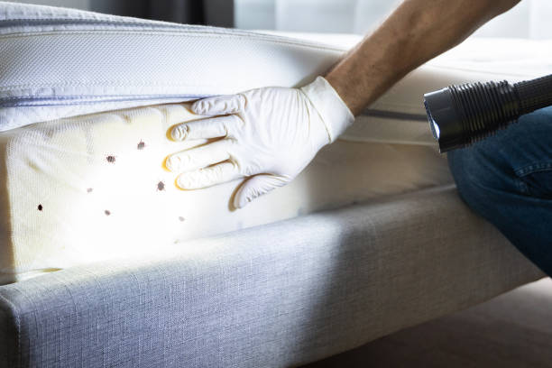 Best Pest Prevention Services  in Patterson, CA